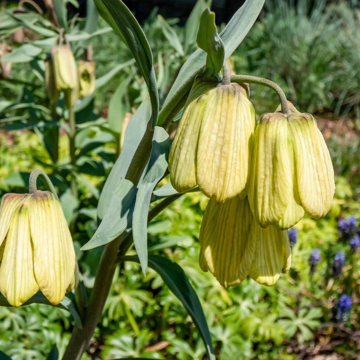 Pallidiflora Fritillaria's - Bakker