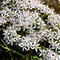 Scilla bifolia rosea - Scilla's met twee bladeren (x10) - Voorjaarsbloeiers