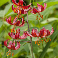 Lelie Claude Shride - Lilium 'claude shride' - Bloembollen