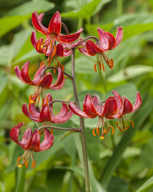 Lelie Claude Shride - Lilium 'claude shride' - Bloembollen