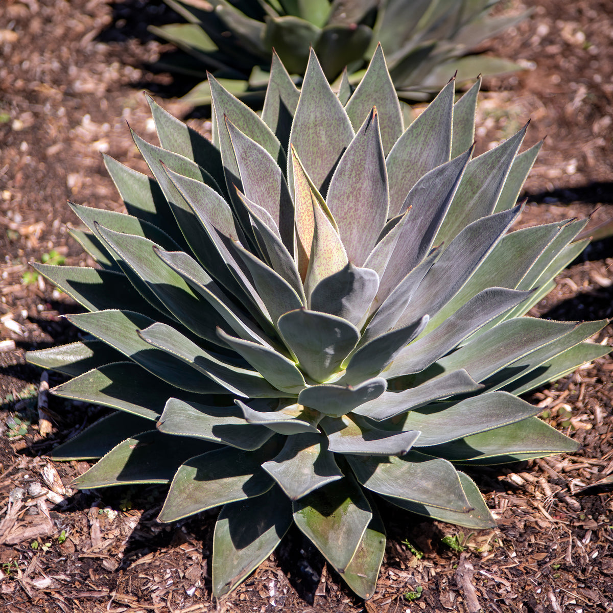 Mangave 'Lavender Lady' - Agave manfredii Lavender Lady ® (mangave) - Bakker