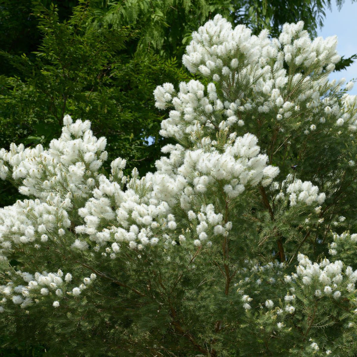 Theeboom - Melaleuca alternifolia - Bakker