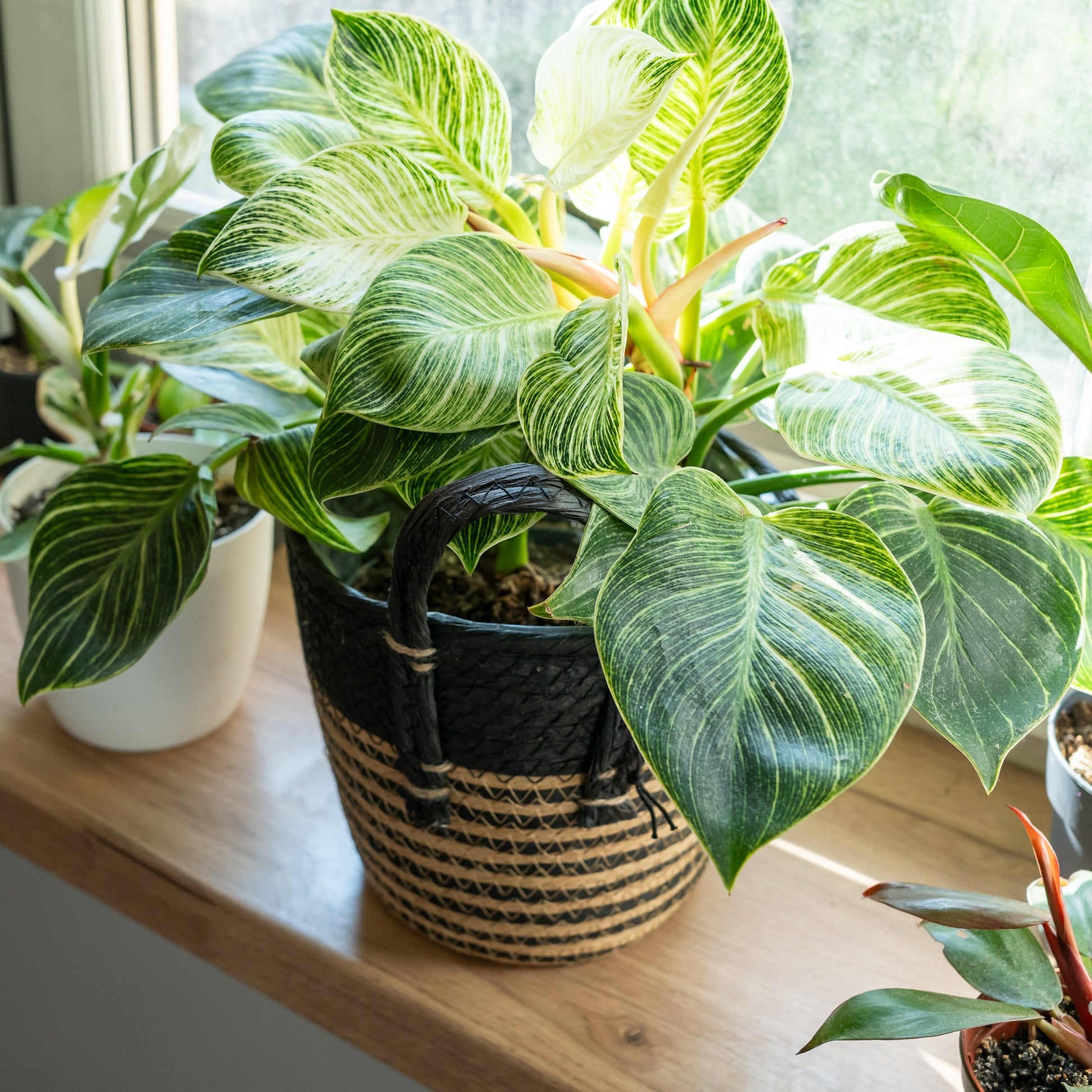 Philodendron Monstera White Wave - Philodendron white wave - Bakker