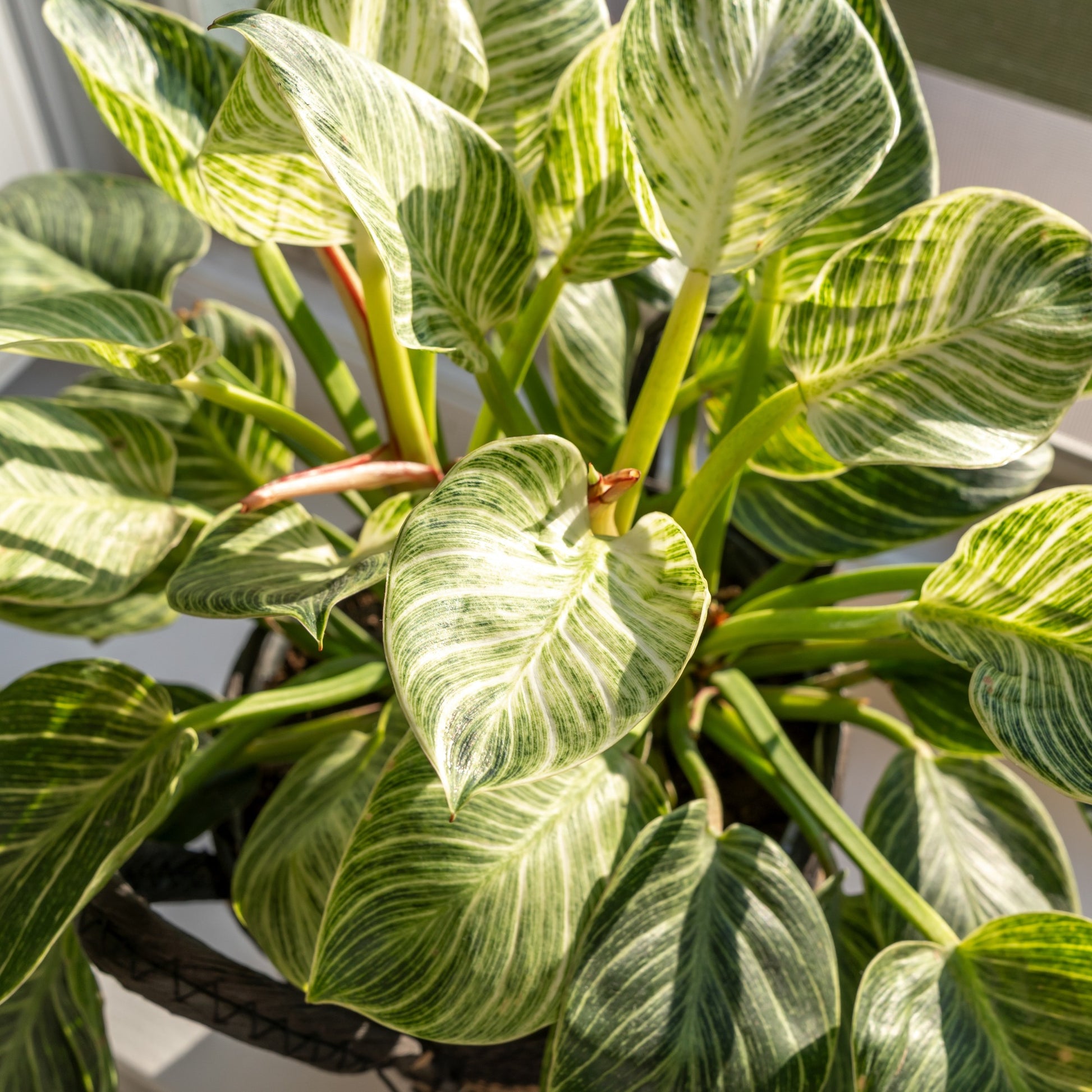 philodendron white wave Philodendron Monstera White Wave - Philodendron white wave