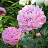 Paeonia lactiflora Sarah Bernhardt, Sorbet, Karl Rosenfield - Trio roze en rode pioenen - Pioenrozen