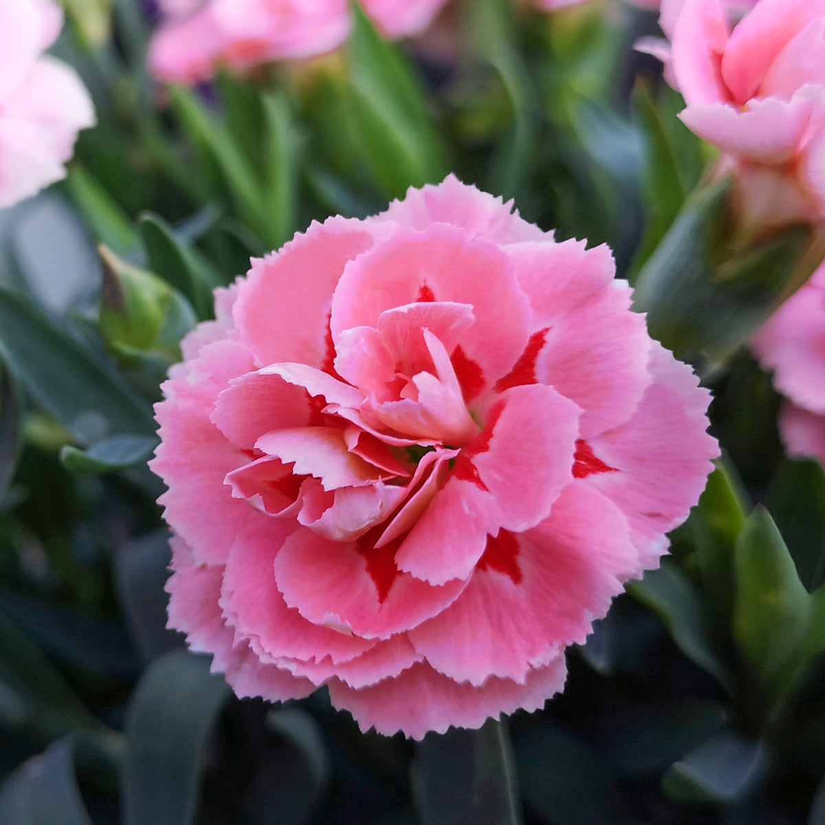 Grasanjer 'Doris' (x3) - Dianthus plumarius Doris - Bakker
