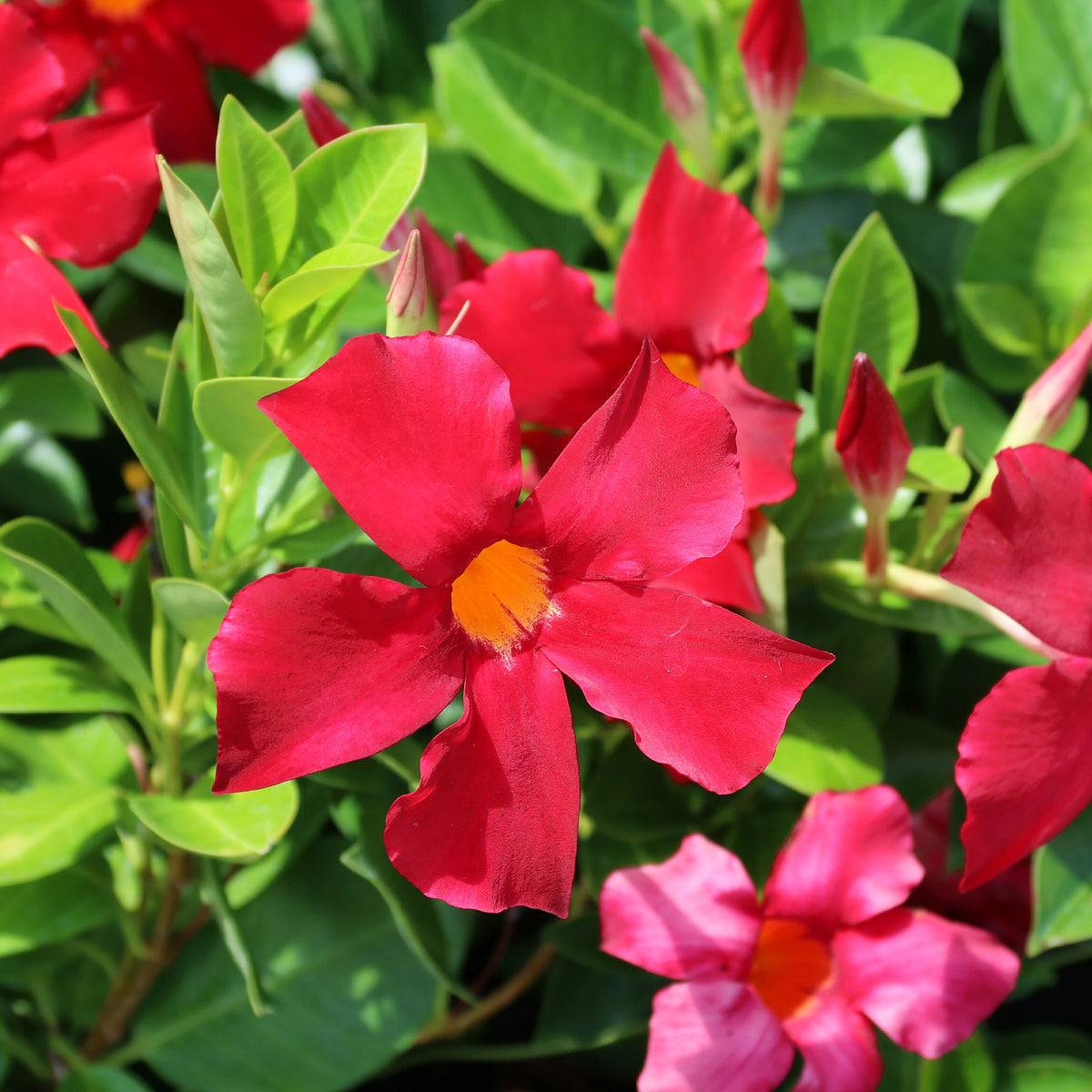 Chileense jasmijn rood - Mandevilla - Bakker