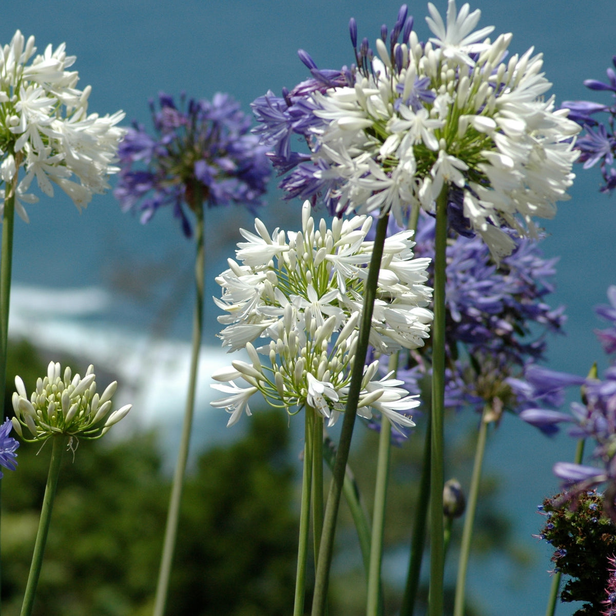 Afrikaanse lelie - Mix paars-wit (x3) - Agapanthus - Bakker