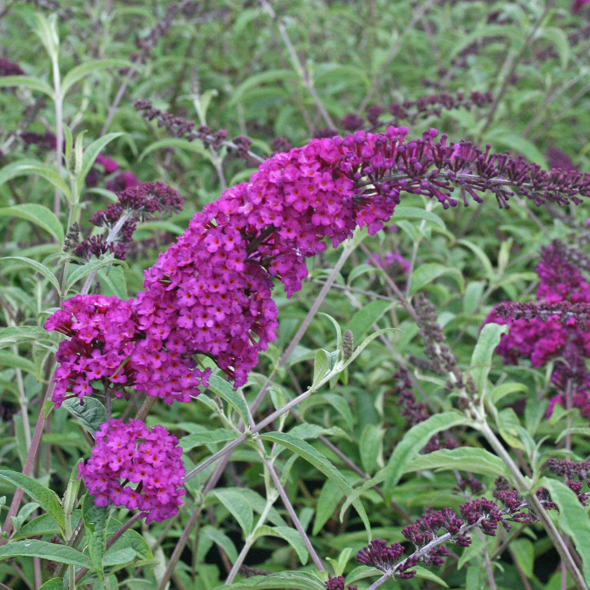 Buddleja davidii Royal Red, White Profusion, Empire Blue - Vlinderstruik 'Royal Red' + 'White Profusion' + 'Empire Blue' - Vlinderstruik - Buddleja