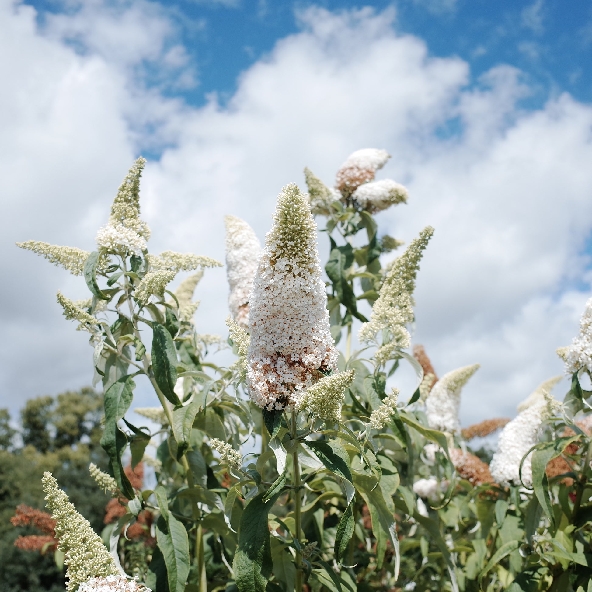 Vlinderstruik 'Royal Red' + 'White Profusion' + 'Empire Blue' - Buddleja davidii Royal Red, White Profusion, Empire Blue