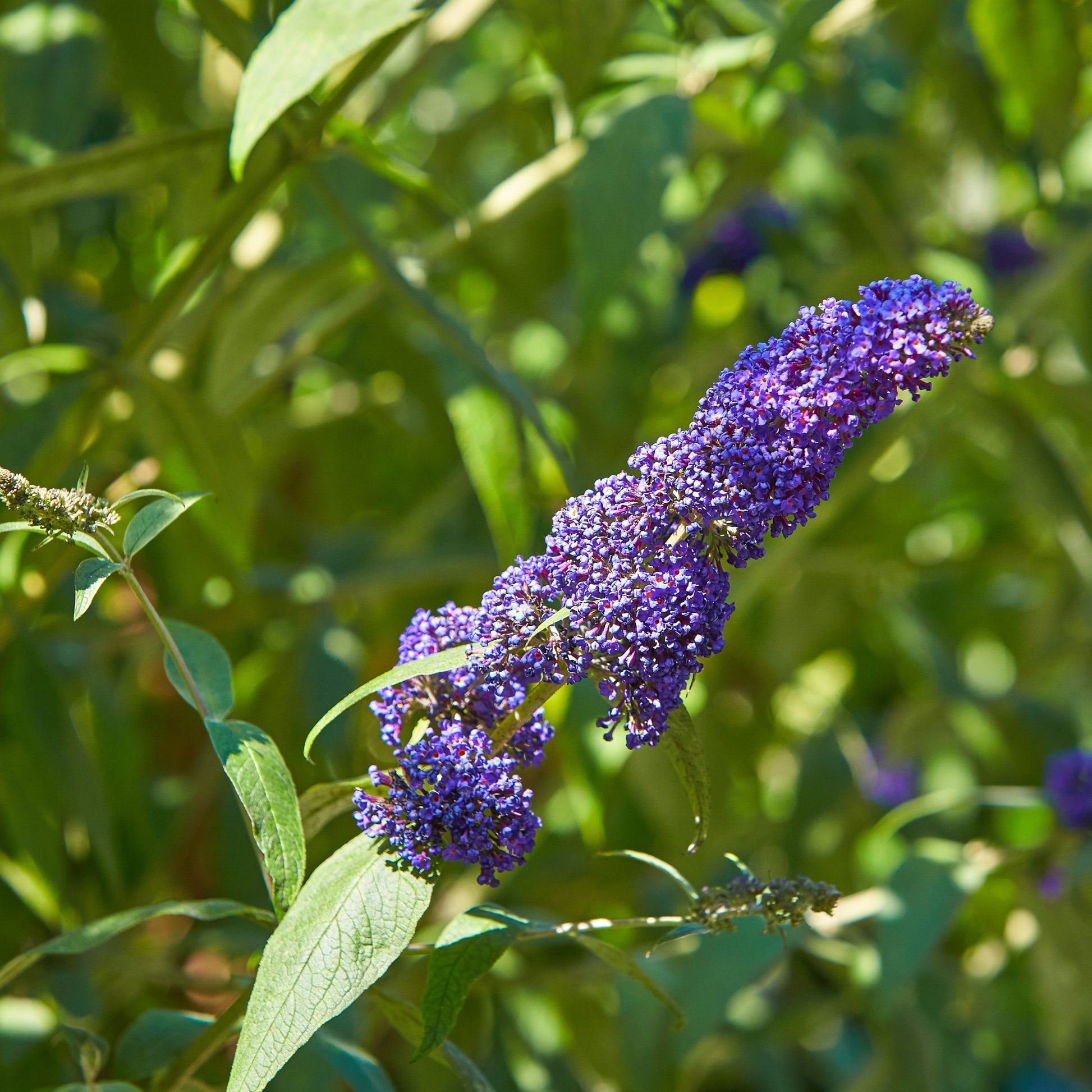 Vlinderstruik 'Royal Red' + 'White Profusion' + 'Empire Blue' - Buddleja davidii Royal Red, White Profusion, Empire Blue