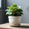 Krokodillentranen Peperomia obtusifolia - Bakker