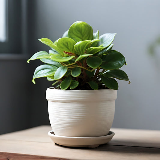 Krokodillentranen Peperomia obtusifolia - Bakker