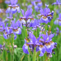 Iris versicolor - Versicolor Iris - Alle vijverplanten