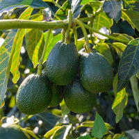 Avocadoboom Bacon - Persea americana var. Bacon (De greffe) - Bakker