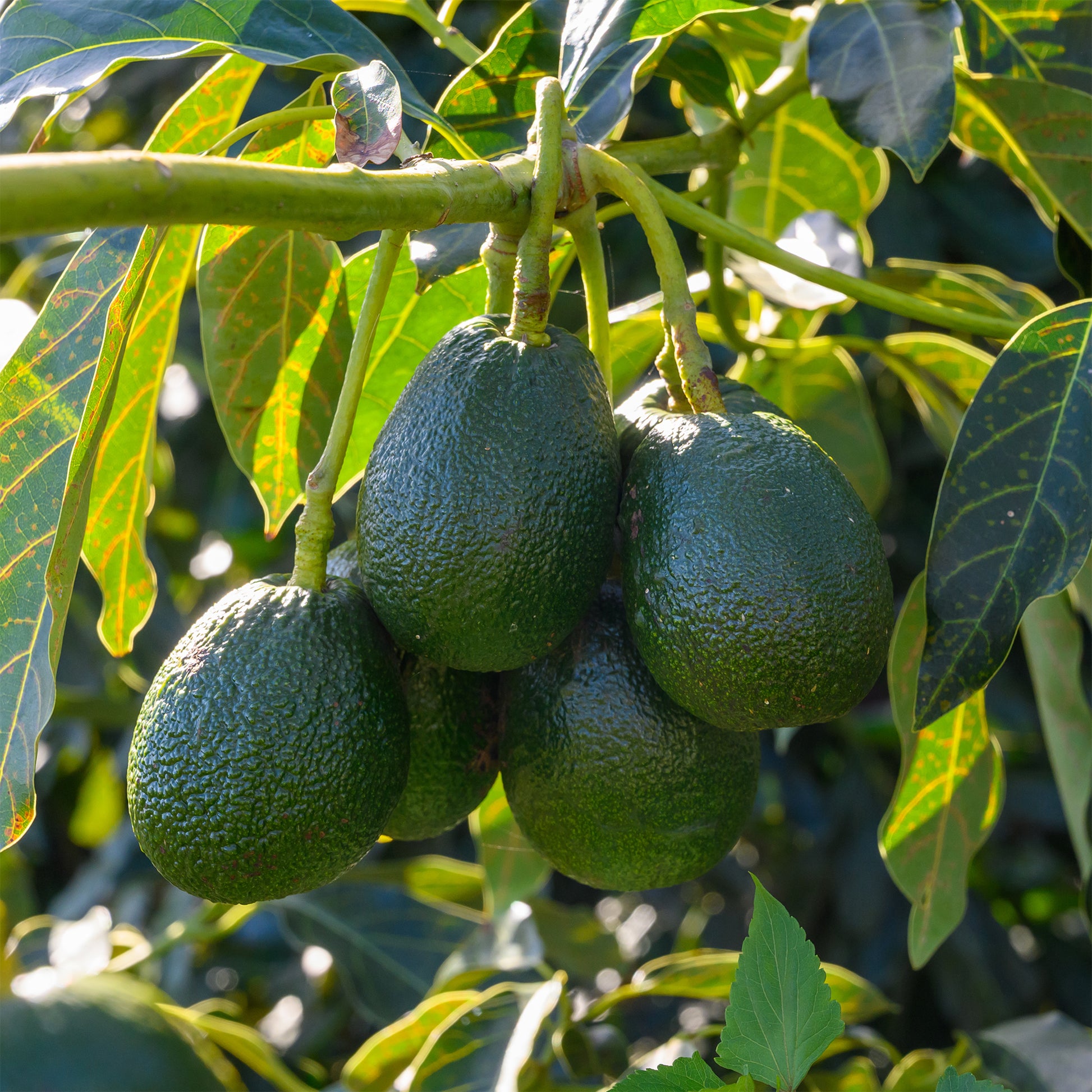 Avocadoboom Bacon - Persea americana var. Bacon (De greffe) - Bakker