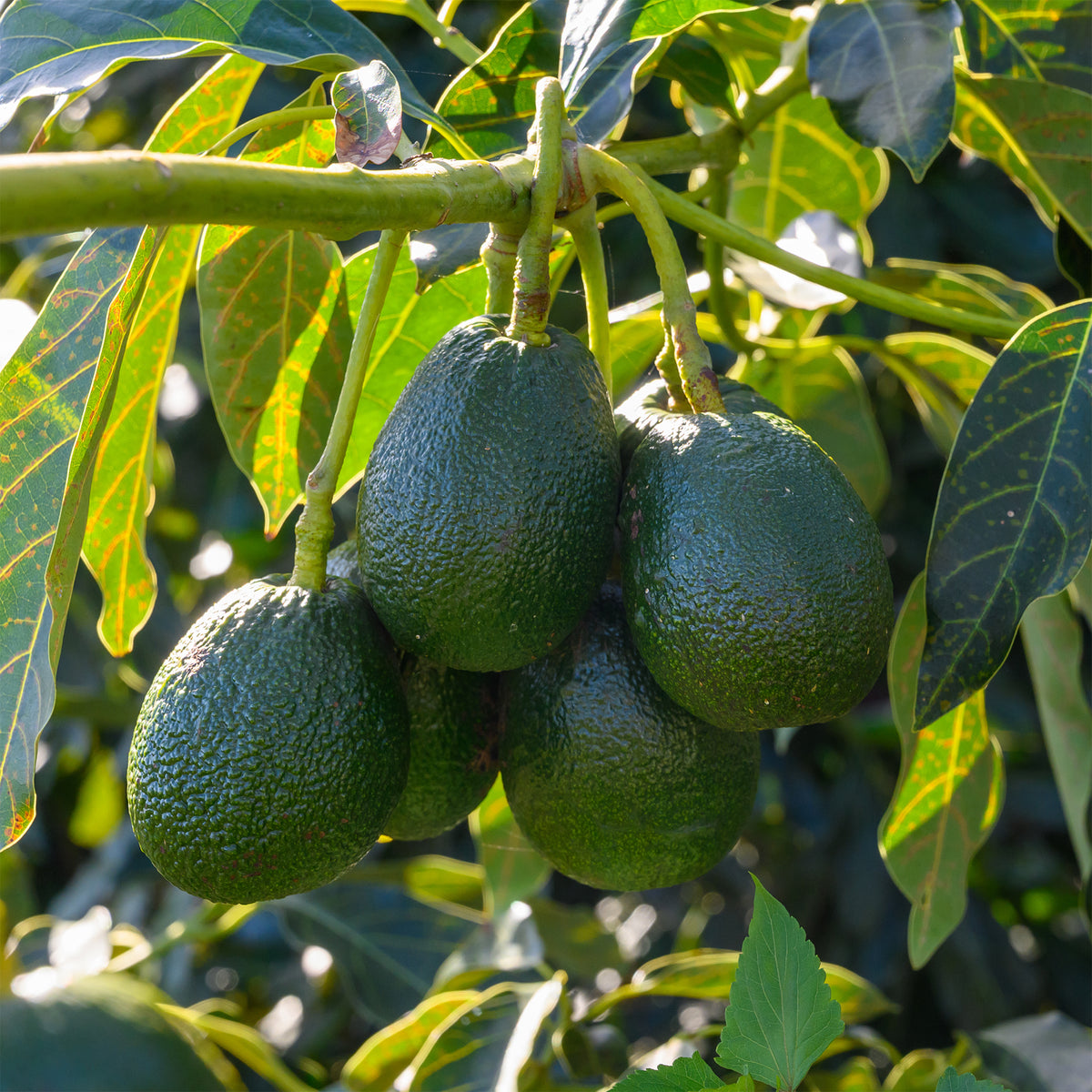 Avocadoboom Bacon - Persea americana var. Bacon (De greffe) - Bakker