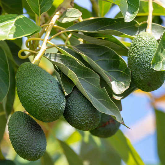 Avocadoboom Bacon - Bakker