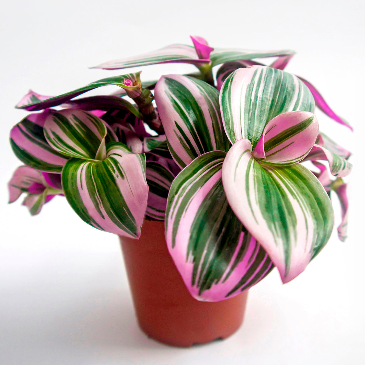 Tradescantia zebrina