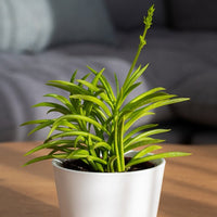 Kandelaarplant - Senecio Himalaya - Bakker