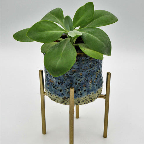 Zonnekruid Helenium - Bakker