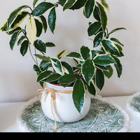 Wasplant - Hoya carnosa Krimson Queen - Bakker