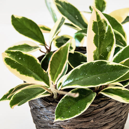 Wasplant - Bakker