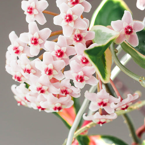Hoya carnosa Krimson Queen - Wasplant - Hangplanten voor binnen