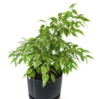 Ficus benjamina Anastasia - Treurvijg Anastasia - Ficus