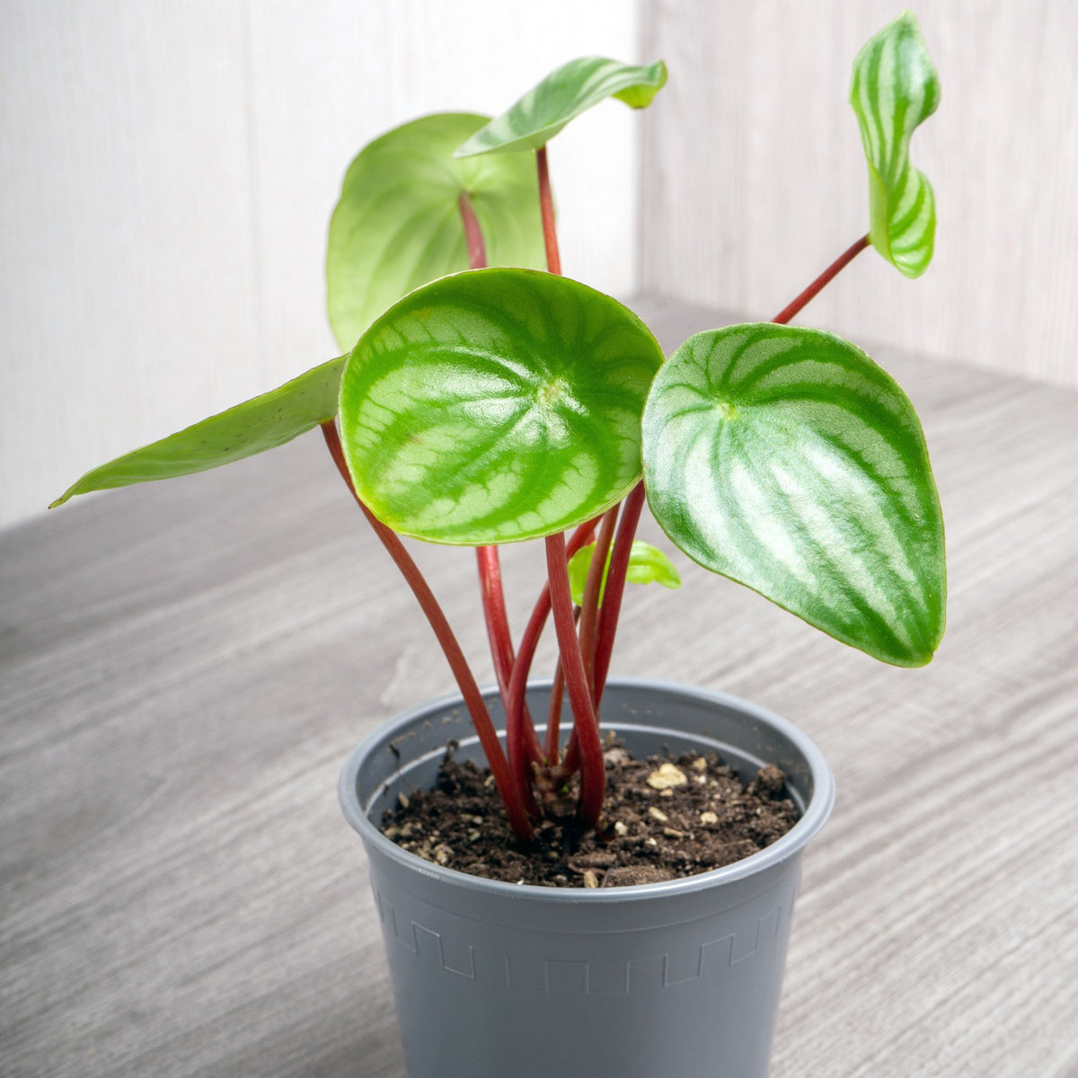 Zilverklimmer - Peperomia argyreia - Bakker