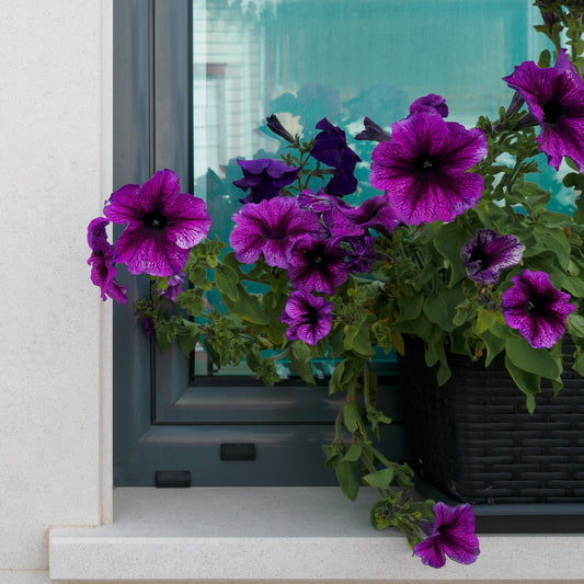 Petunia Cosmic - Bakker