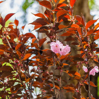 Prunus serrulata Royal Burgundy - Japanse sierkers Royal Burgundy - Japanse kersenbloesem - Prunus