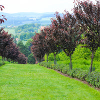Japanse sierkers Royal Burgundy - Prunus serrulata Royal Burgundy - Bakker