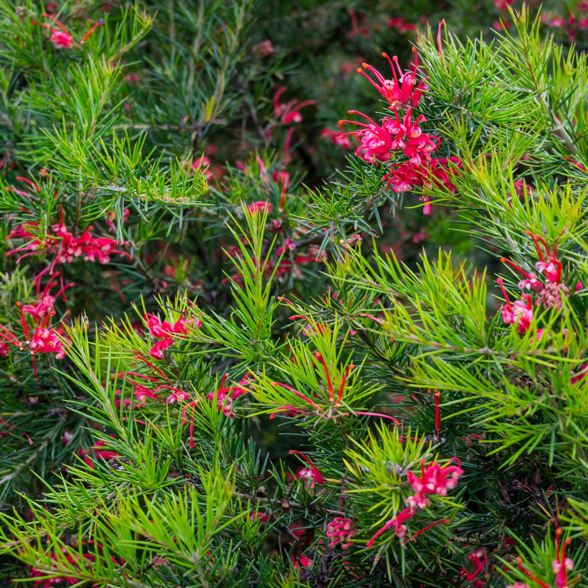 Grevillea met jeneverbessenblad - Bakker