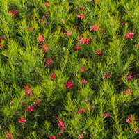 Grevillea met jeneverbessenblad - Bakker