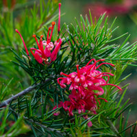 Grevillea met jeneverbessenblad - Grevillea juniperina - Bakker