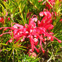 Grevillea juniperina - Grevillea met jeneverbessenblad - Bloeiende heesters