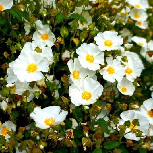 Corbières cistus