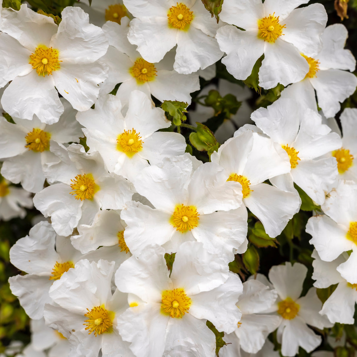 Cistus corbariensis - Corbières cistus - Cistus
