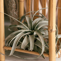 Tillandsia xerographica - Reuzentillandsia - Groene kamerplanten voor interieur