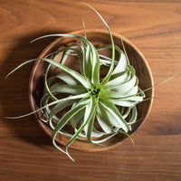 Reuzentillandsia - Tillandsia xerographica - Bakker