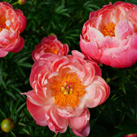 Pioenroos Coral Charm - Paeonia lactiflora Coral Charm - Bakker