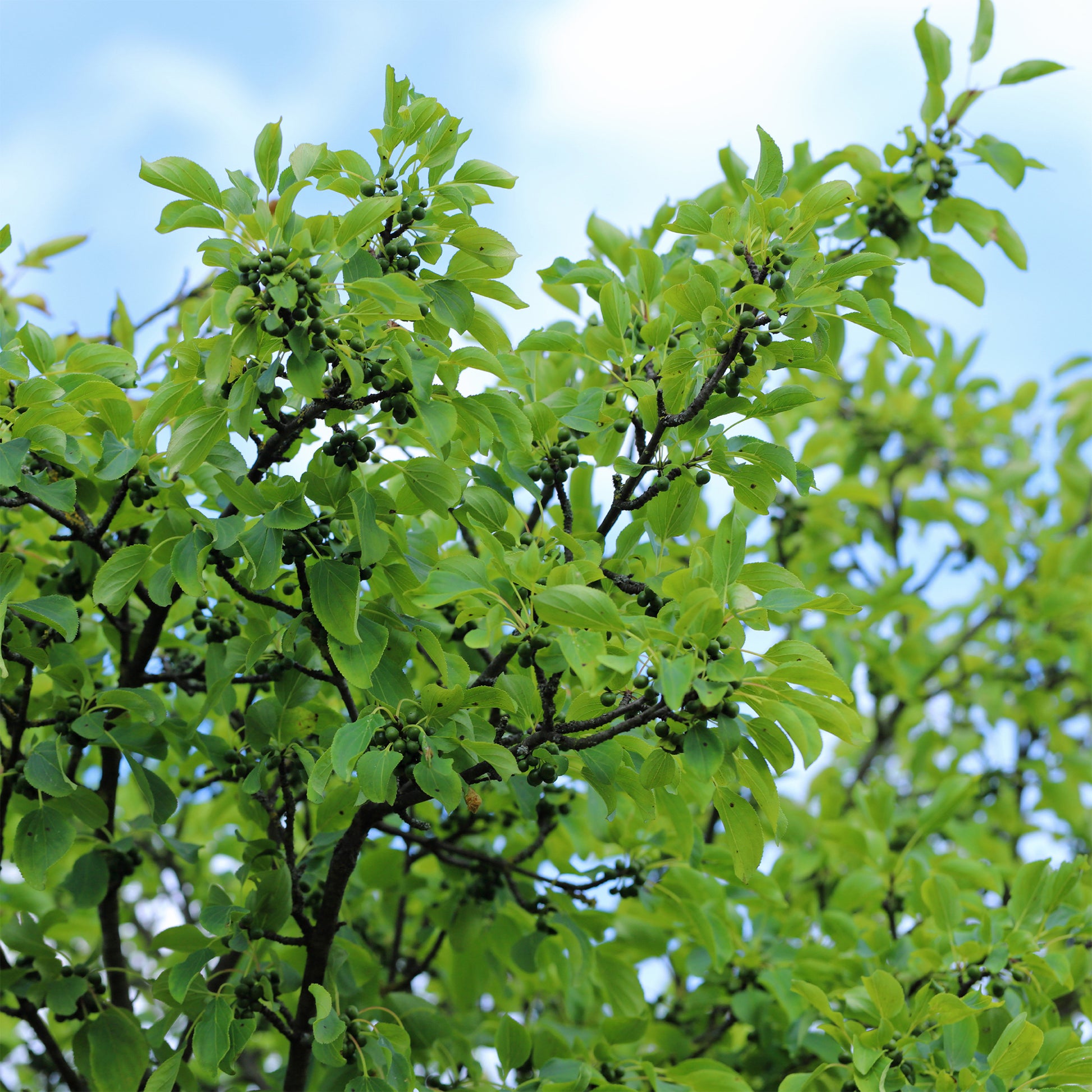 Stekelige wegedoorn - Rhamnus cathartica - Bakker