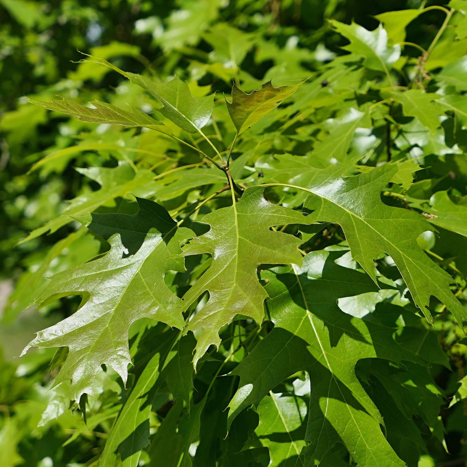 Quercus rubra - Amerikaanse rode eik - Eik