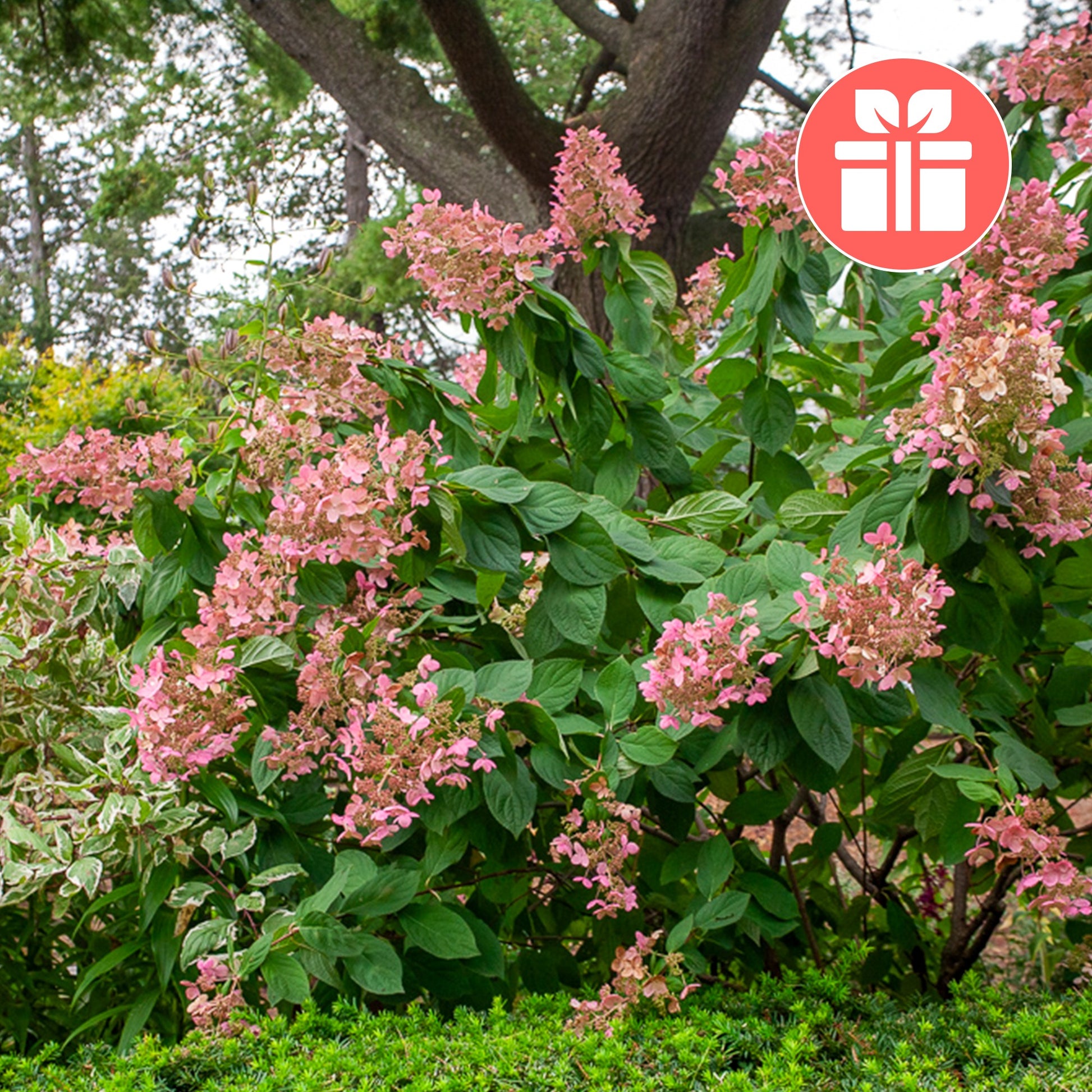 Een Hortensia Grandiflora als cadeau - Hydrangea paniculata Grandiflora - Bakker