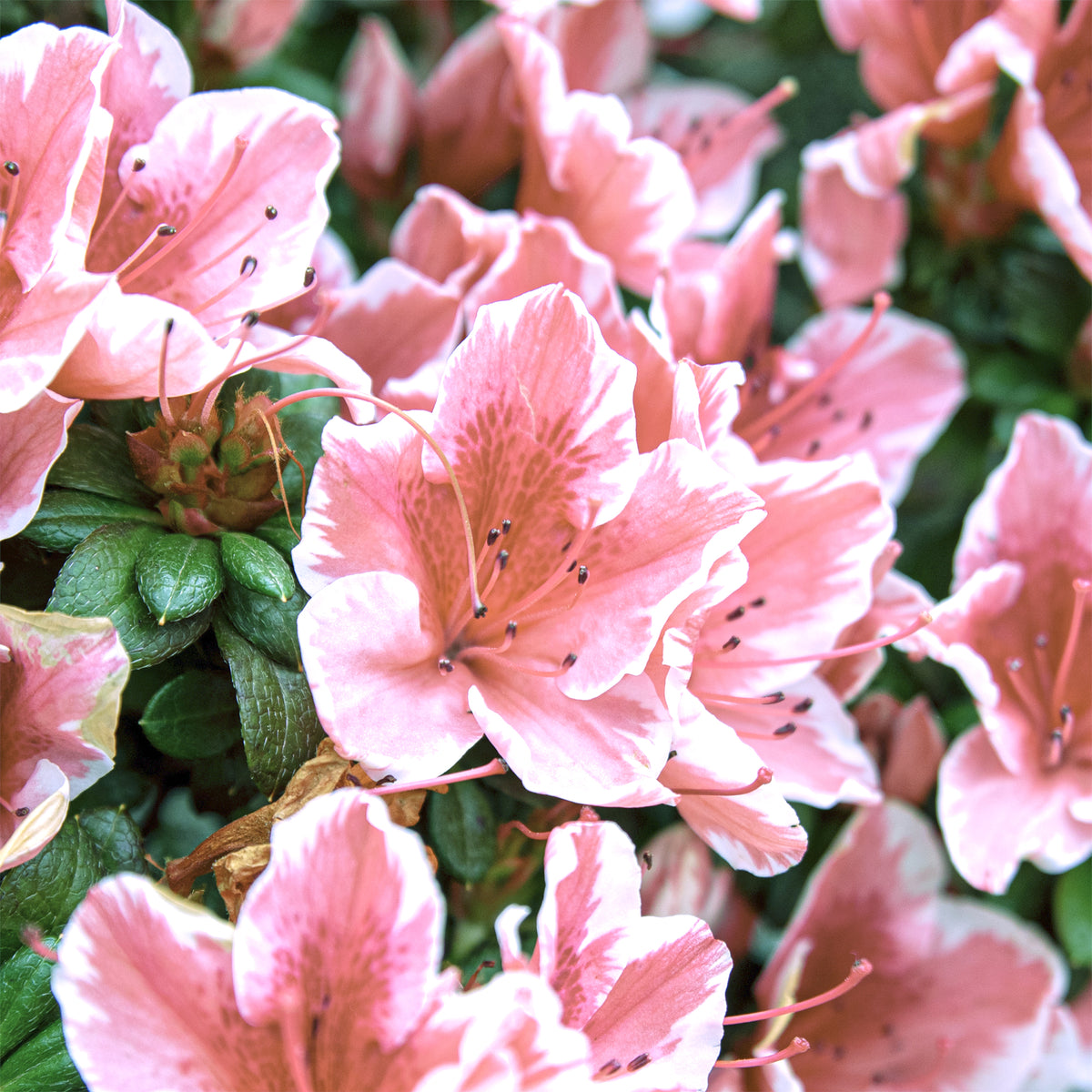 Rhododendron Encore® Sunburst - Azalea Encore®  Sunburst - Azalea's