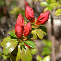 Japanse azalea Orange Surprise - Azalea japonica Orange Surprise - Bakker