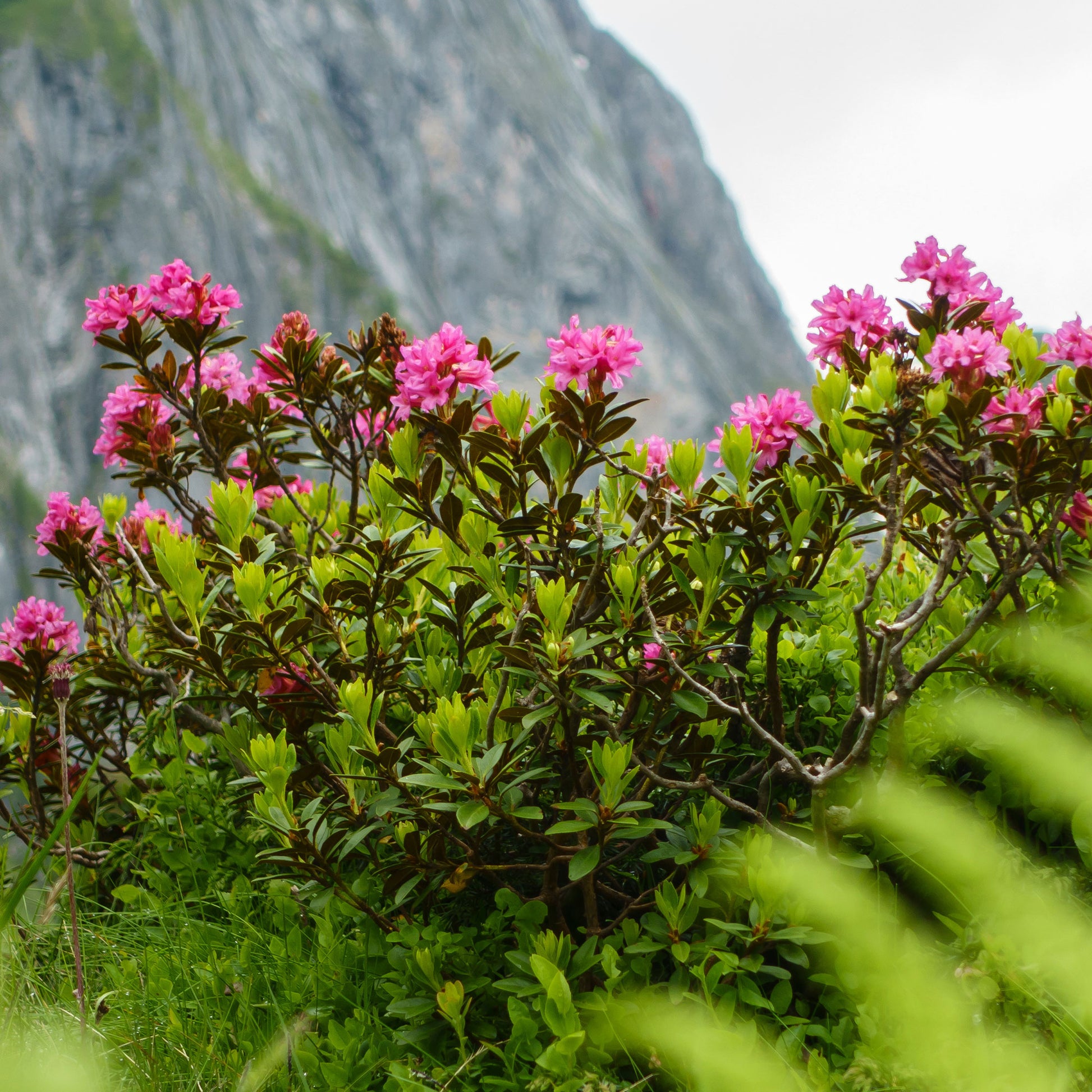 Japanse azalea Lilac Surprise - Bakker