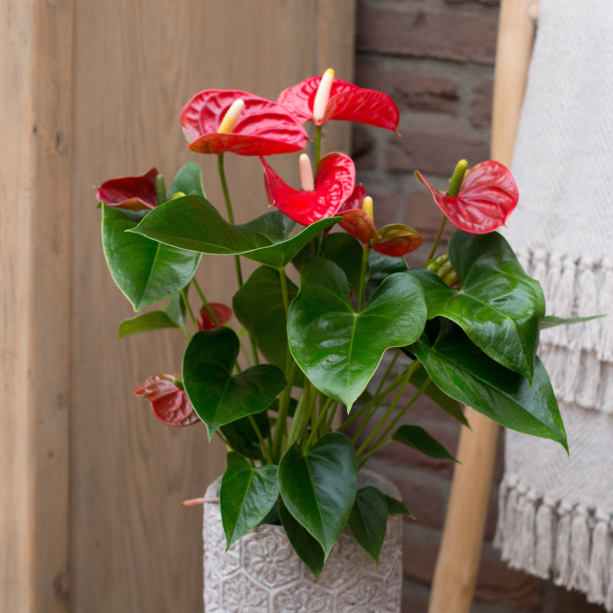 Anthurium Royal Champion - Rode flamingoplant - Kamerplanten met bloemen