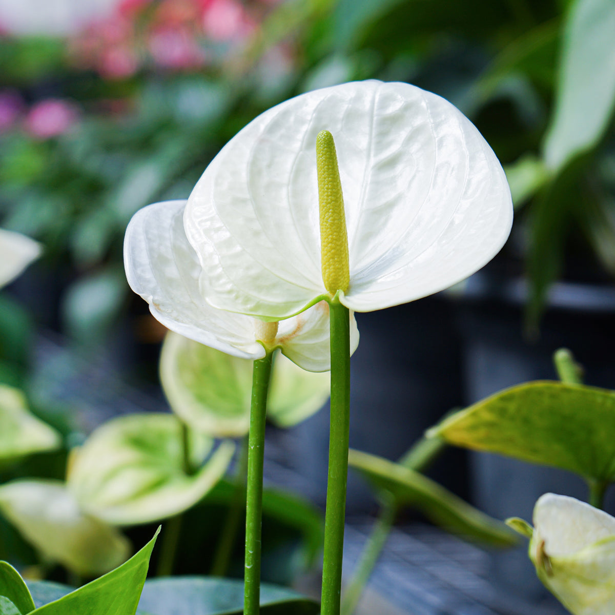 Witte flamingoplant - Anthurium White Champion - Bakker